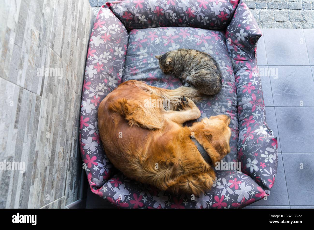 Un cane Golden retriever e un gatto che fanno un pisolino insieme sul letto. Foto Stock