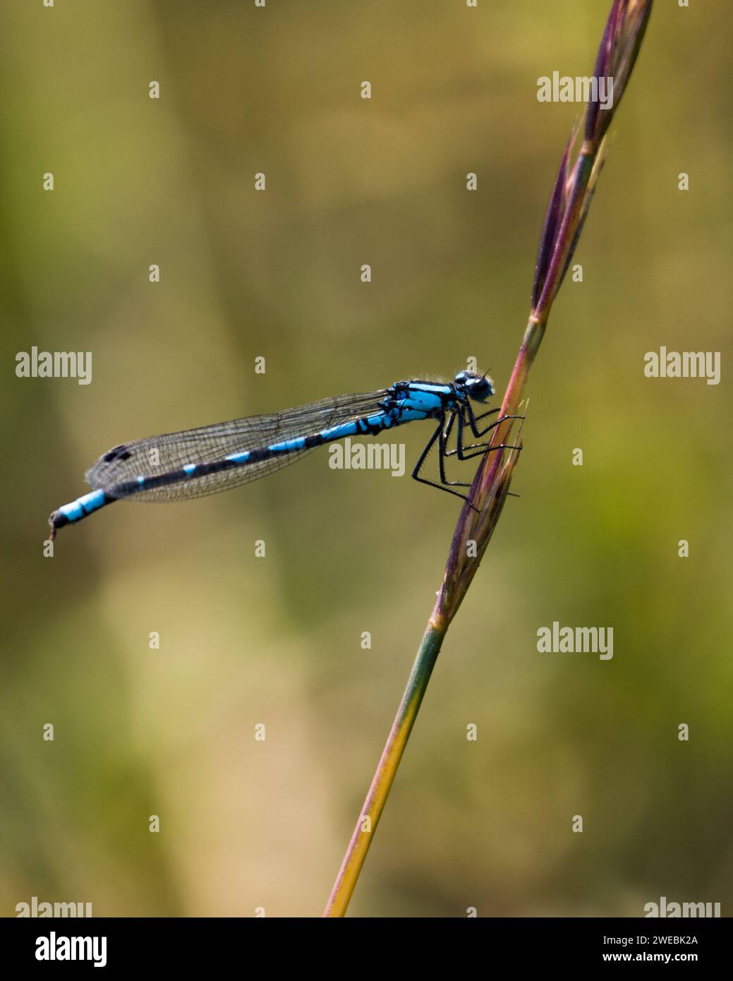 Blue Dragonfly Canada Foto Stock