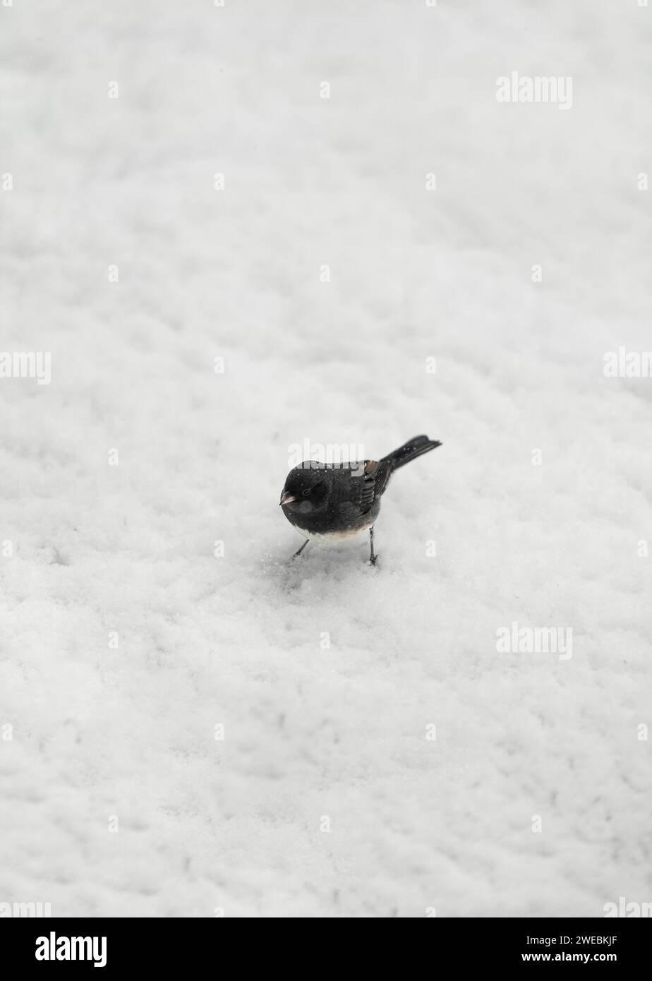Uccello in cerca di cibo dopo una neve. Foto Stock