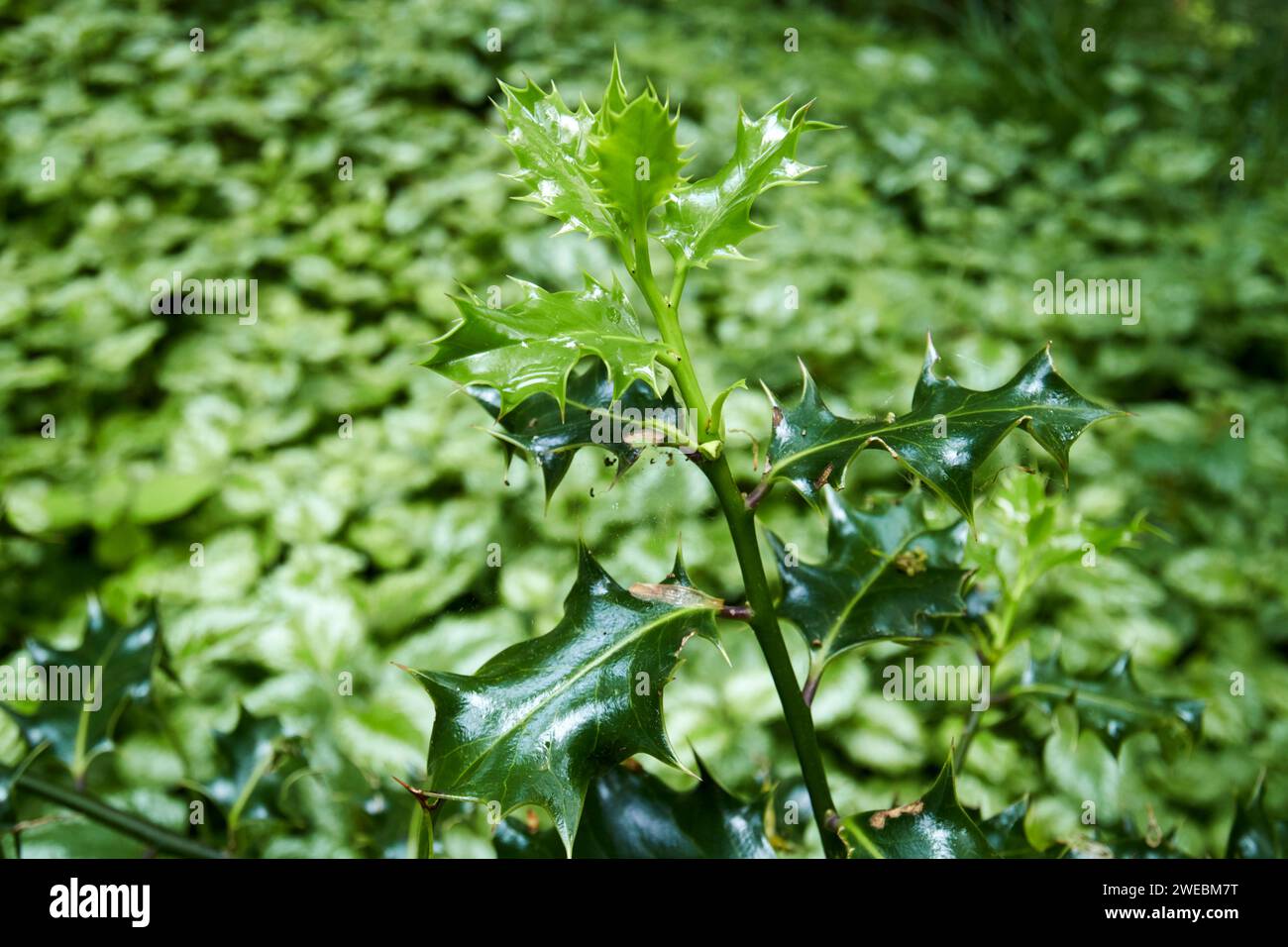 new holly lascia e spara in uno stabilimento in inghilterra, regno unito Foto Stock