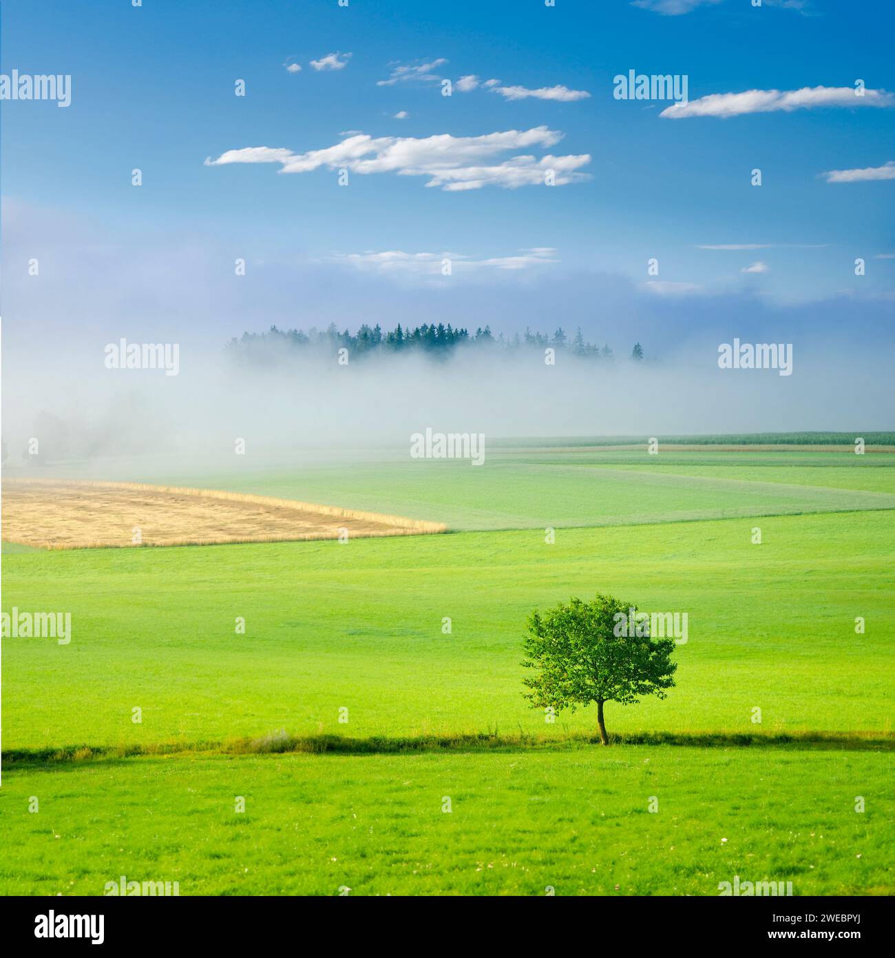 Verde albero primaverile al mattino fresco con nebbia soffice e luce calma. Formato quadrato, modificare lo spazio per la registrazione Foto Stock