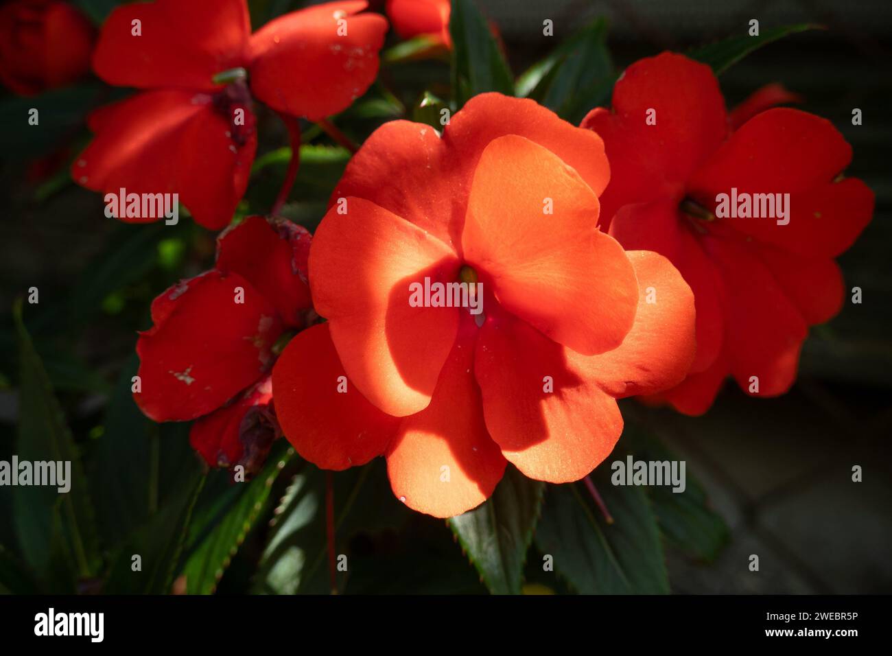 Red New Guinea impatiens (impatiens Hawkeri) fiore con retroilluminazione Foto Stock