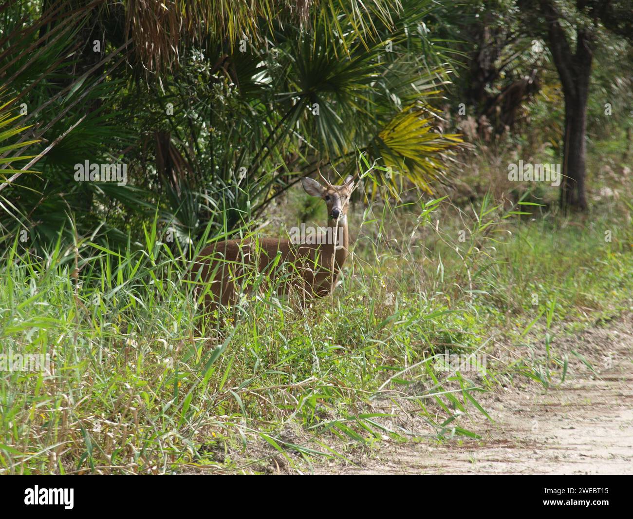 Cervo selvatico vicino a una strada sterrata. Foto Stock