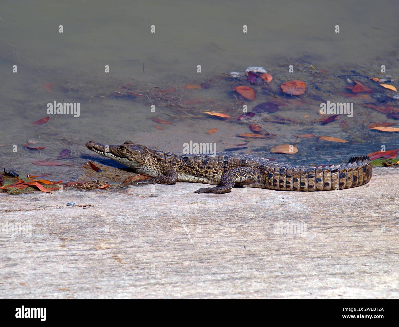 Piccolo coccodrillo nella rampa per barche del West Lake, Everglades National Park. Foto Stock