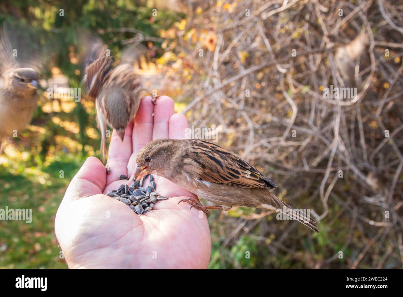 Sparrow mangia semi dalla mano di un uomo. Un uccello Sparrow seduto sulla mano e mangiare noci. Foto Stock