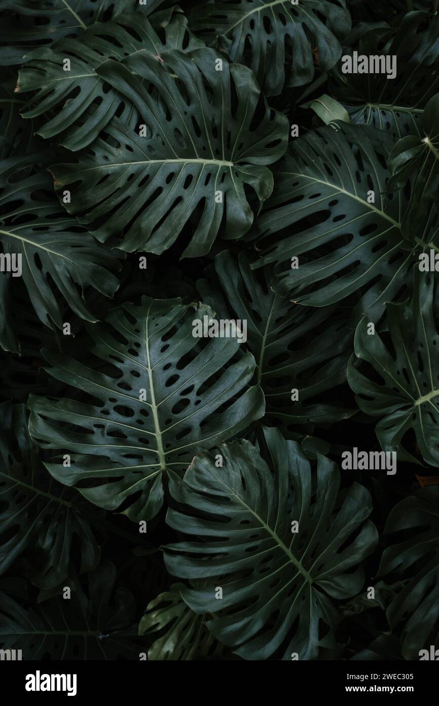 Moody dai toni scuri grande fondo foglia di piante Monstera. Foto Stock