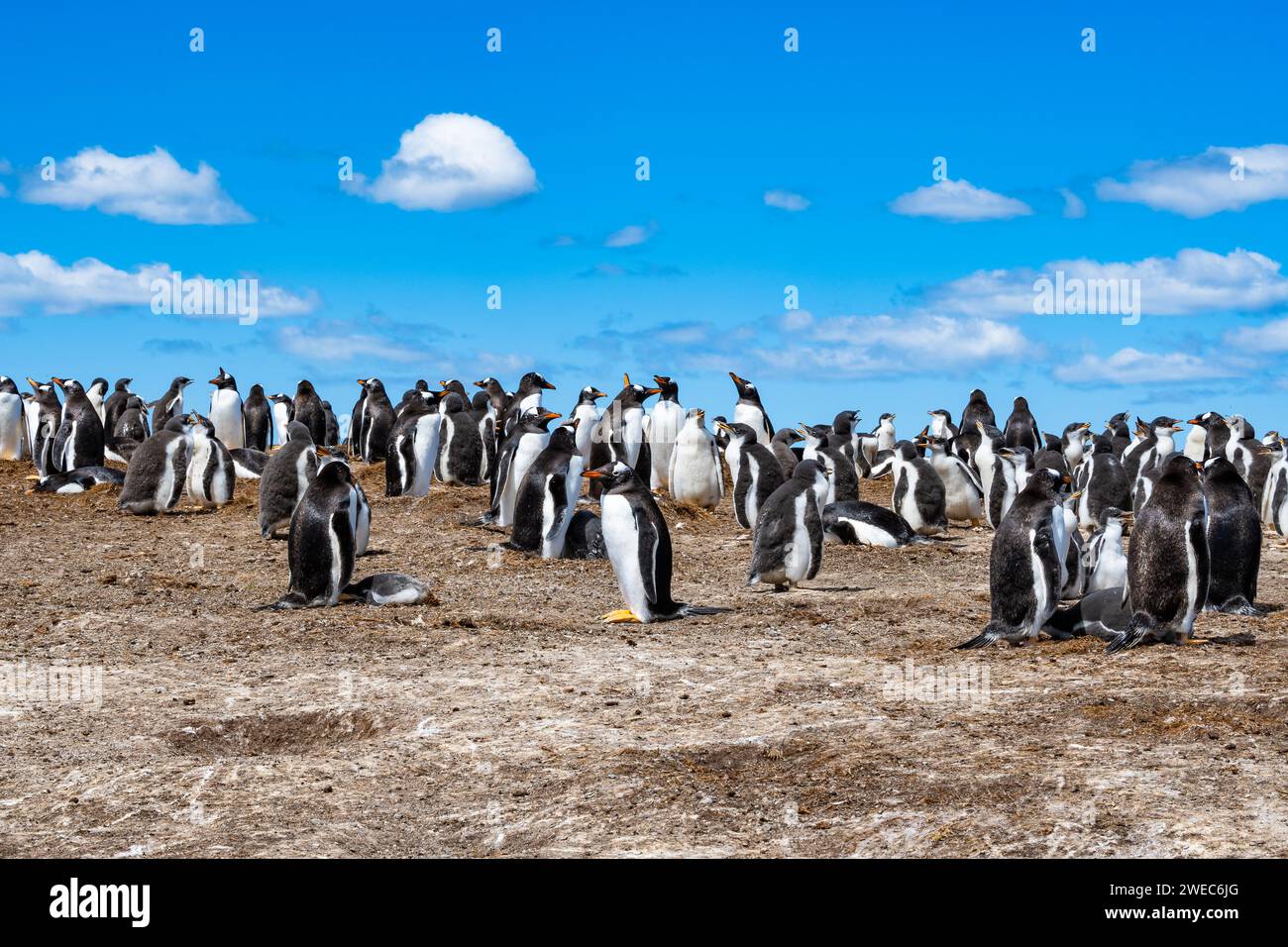 Colonia di pinguini di Gentoo (Pygoscelis papua). Isole Falkland, Regno Unito. Foto Stock