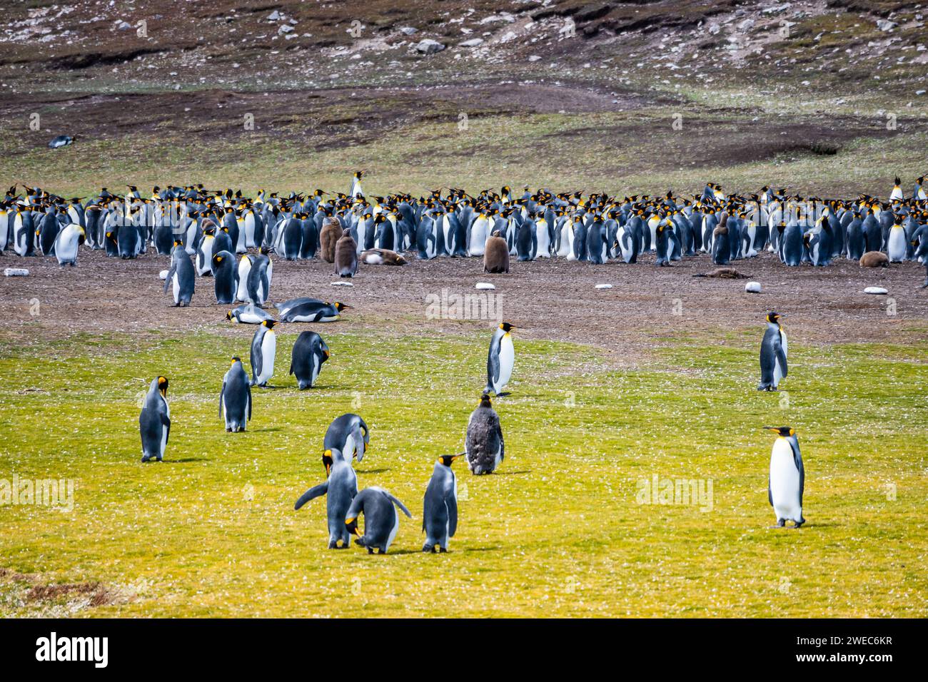 Colonia del Re Pinguino (Aptenodytes patagonicus). Isole Falkland, Regno Unito. Foto Stock