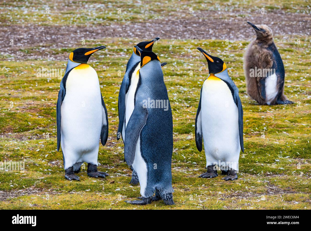 Colonia del Re Pinguino (Aptenodytes patagonicus). Isole Falkland, Regno Unito. Foto Stock