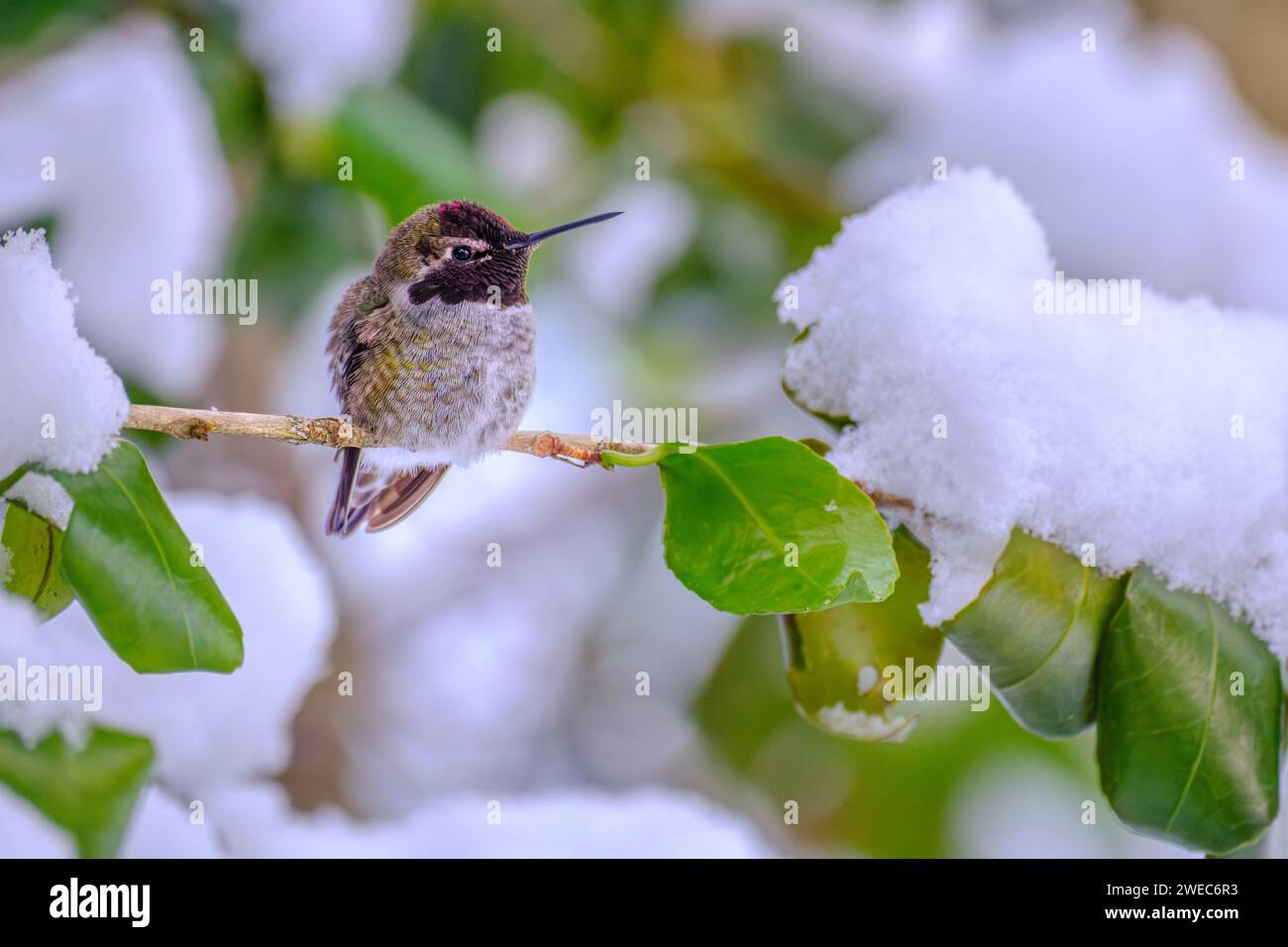 Un colibrì di Anna (Calypte Anna) che svernava sopra un ramo d'albero coperto di neve Foto Stock