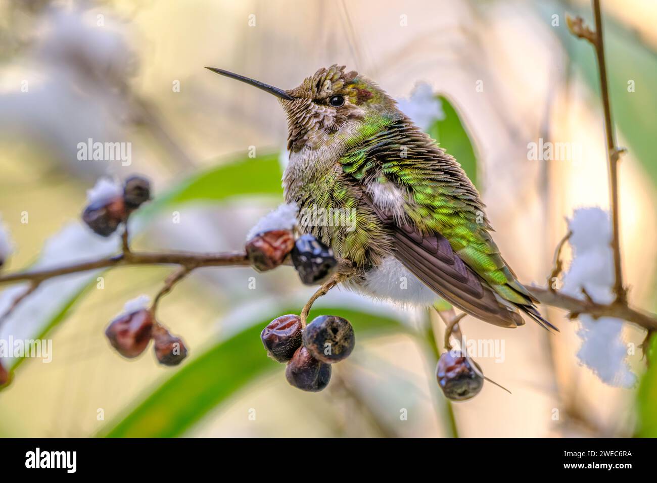 Un colibrì di Anna (Calypte anna) appollaiato su un ramo di cotoneaster con bacche secche, soffici per rimanere al caldo in una fredda giornata invernale Foto Stock