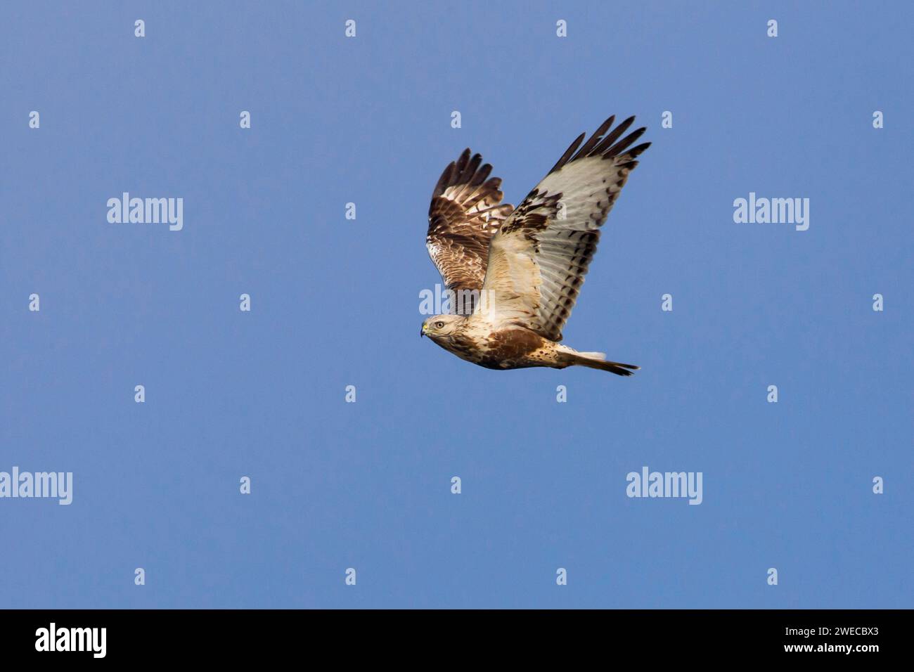 Buzzarda a gambe ruvide, buzzarda a gambe ruvide, falco a gambe ruvide, falco a gambe ruvide (Buteo lagopus), buzzarda giovanile a gambe ruvide in volo nel blu Foto Stock