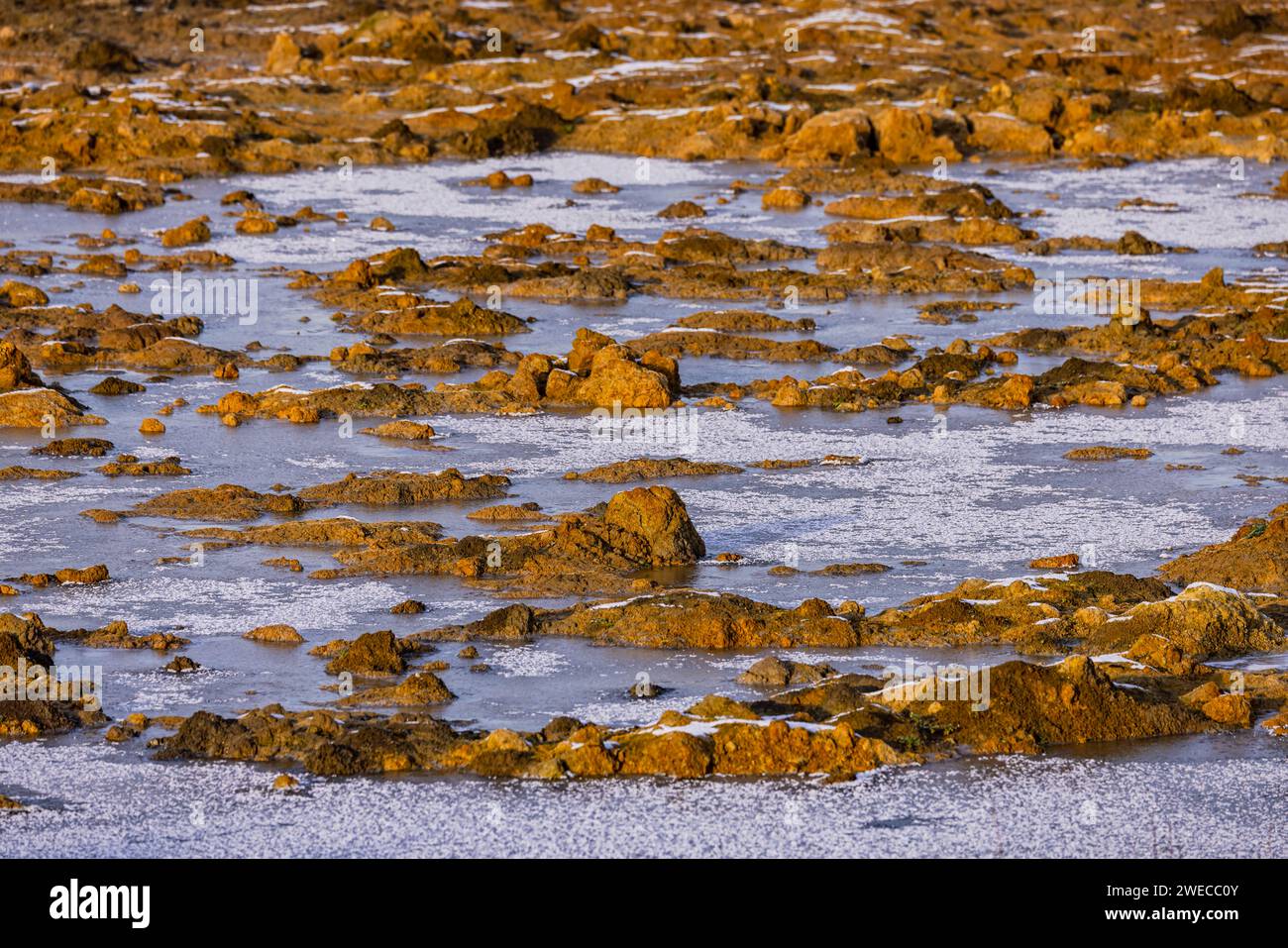 Campo agricolo in inverno con pozze d'acqua congelate in inverno freddo Foto Stock