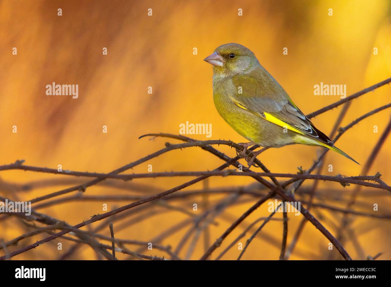 verdeggiante occidentale (Carduelis chloris, Chloris chloris), arroccato in un cespuglio alla luce della sera, vista laterale, Italia, Toscana, piana fiorentina; stagno Foto Stock