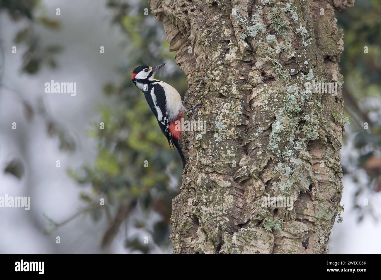 Picchio maculato (Picoides Major, Dendrocopos Major), picchietto maschio in un tronco di albero in un buco del picchio, vista laterale, Marocco, Sidi Bettache Foto Stock