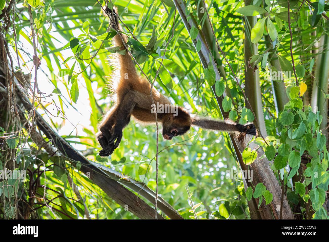 Tesori di Tortuguero: Giocose scimmie ragno che si muovono attraverso le cime degli alberi, aggiungendo fascino al vivace Parco Nazionale Tortuguero della Costa Rica. Foto Stock