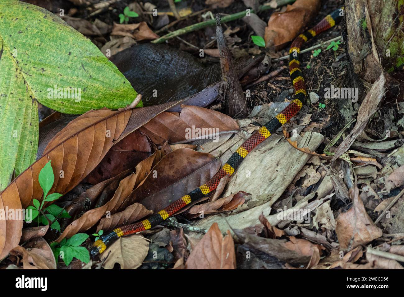 Incontro serpentino: Tra i bradipi in un parco costaricano, la natura svela i suoi segreti mentre un vivace serpente corallino attraversa con grazia il nostro percorso Foto Stock