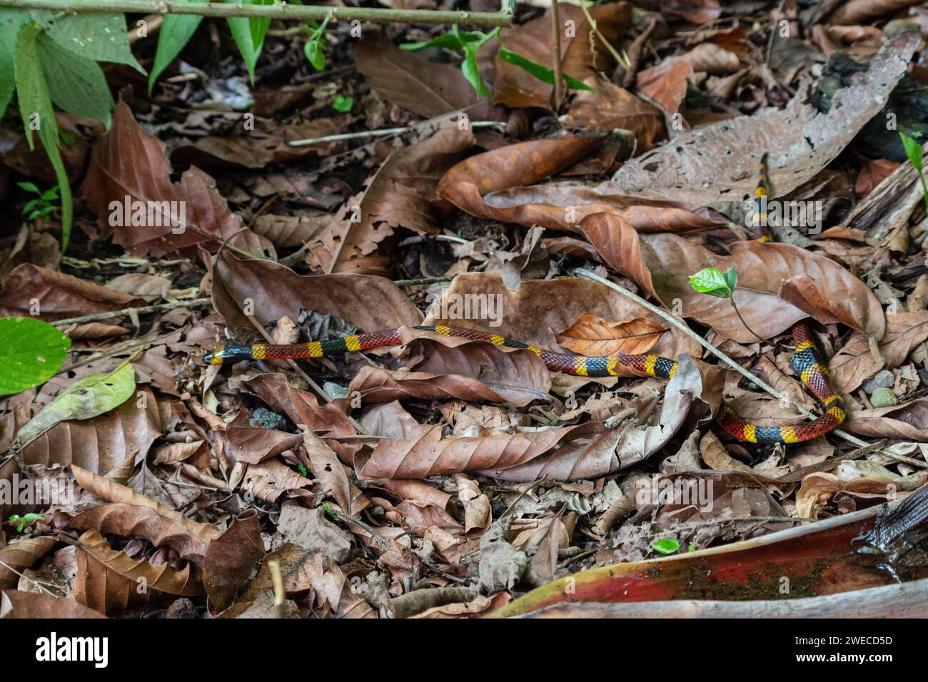 Incontro serpentino: Tra i bradipi in un parco costaricano, la natura svela i suoi segreti mentre un vivace serpente corallino attraversa con grazia il nostro percorso Foto Stock