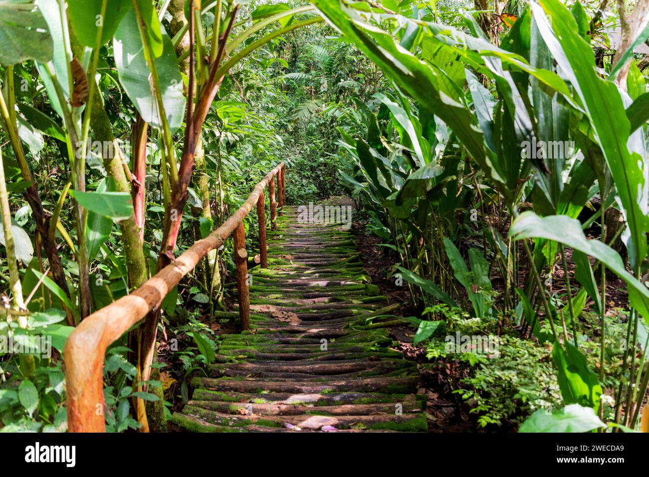 Monteverde Magic: Imbarcati in un'incantevole escursione attraverso la foresta pluviale della Costa Rica, dove ogni passo svela le meraviglie della mistica natura Foto Stock