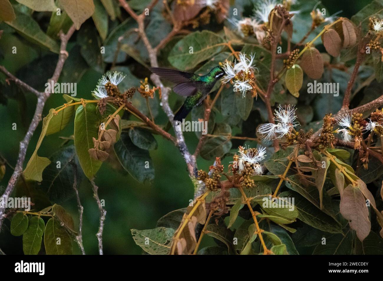 Catturando il delicato balletto di un colibrì costaricano, mentre sorseggia con grazia nettare da fioriture vibranti in una sinfonia di eleganza della natura Foto Stock