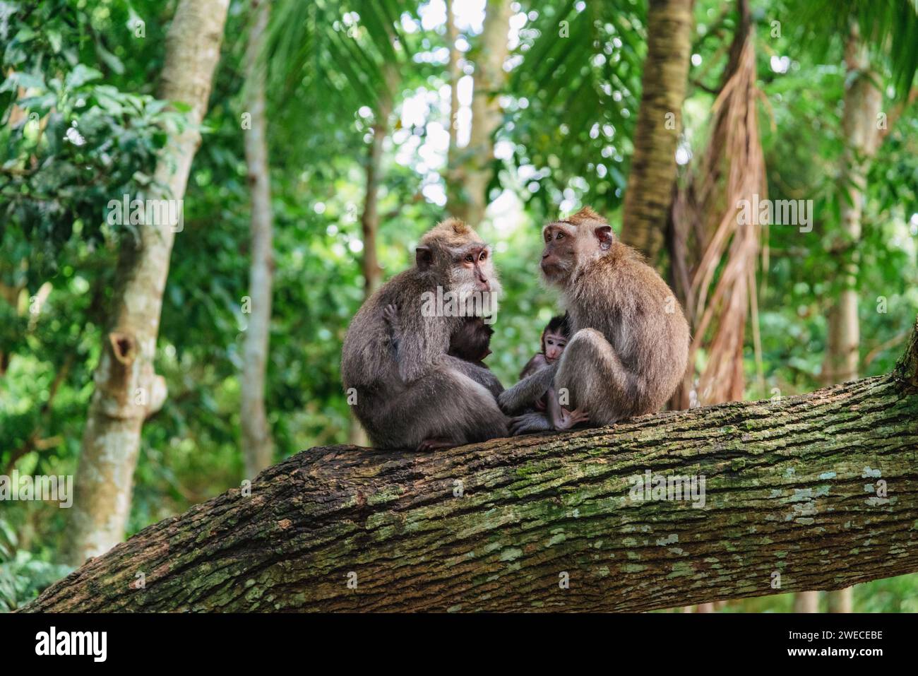 Affetto della famiglia di Bali: Due scimmie su un tronco d'albero nella Foresta delle scimmie, ciascuna culla una bambina, catturando il legame commovente nel vivace santuario di Ubud Foto Stock