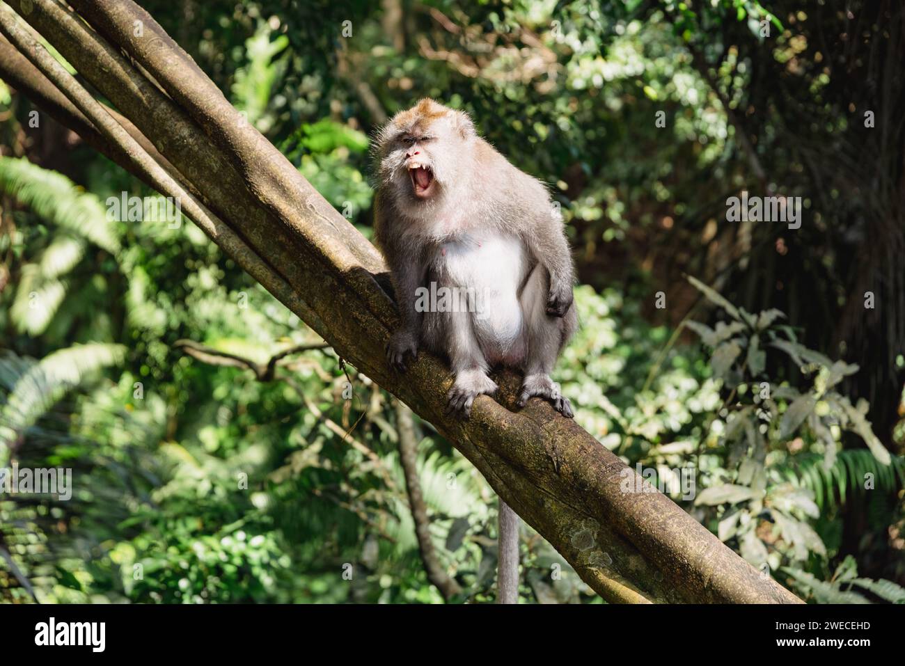 L'incanto della Foresta delle scimmie di Bali: Un timido residente a metà chiacchierare su un ramo dell'albero, incarnando lo spirito vibrante di questo santuario esotico. Foto Stock