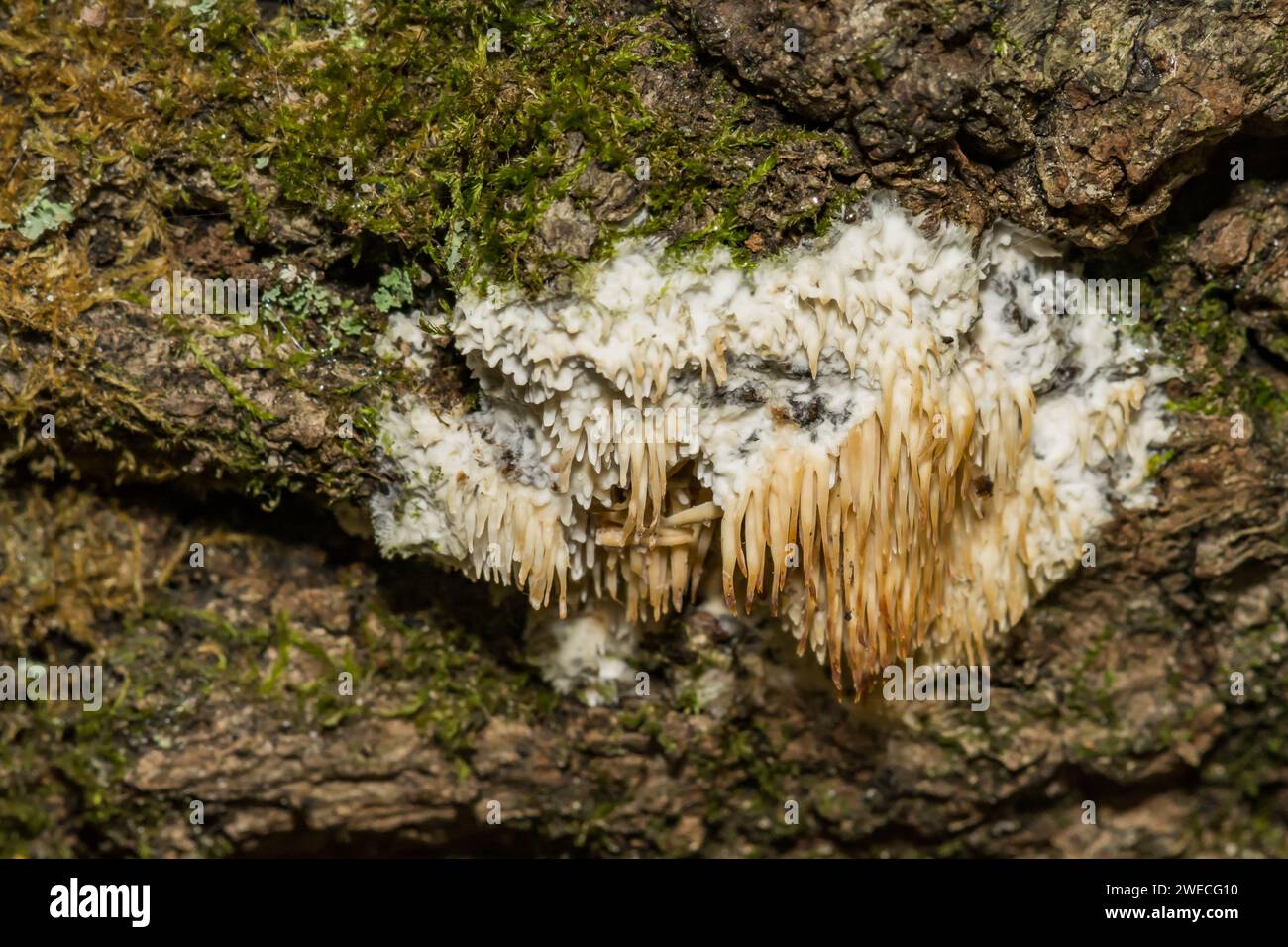 Bellezza asiatica - Radulodon copelandii Foto Stock