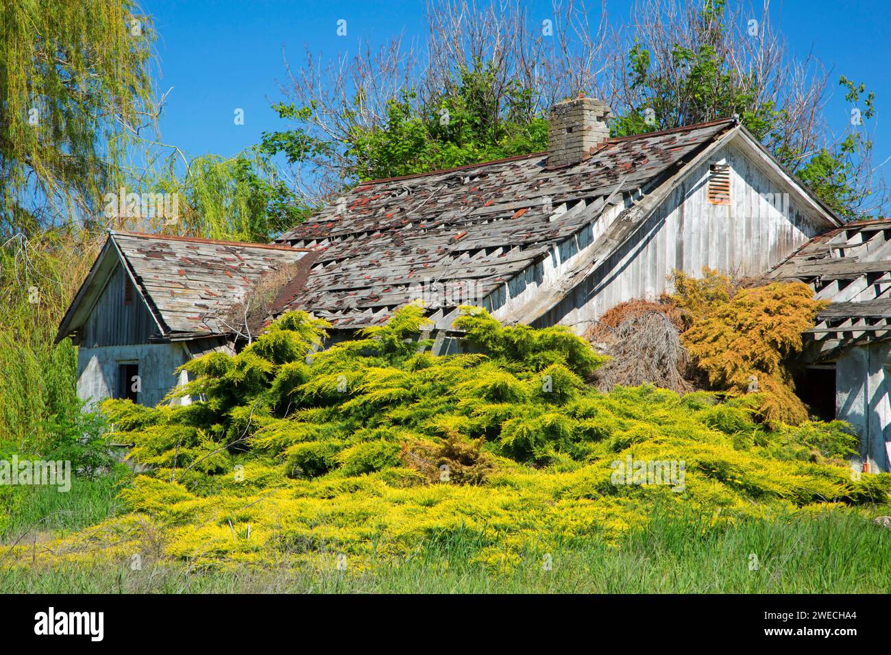 Abbandonato homestead, Whitman County, Washington Foto Stock