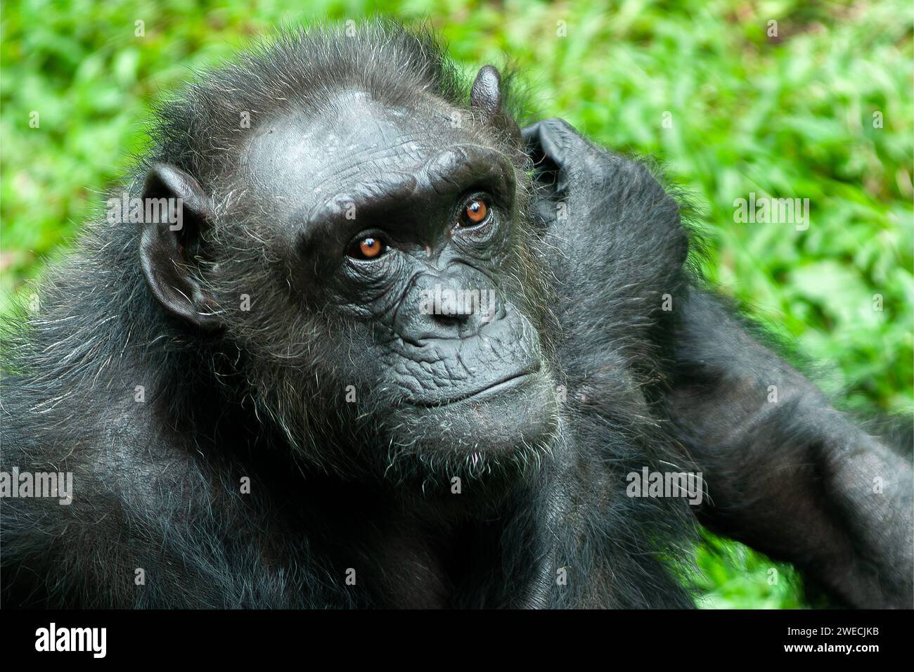 Ritratto di un saluto Chimpanzee o Pan troglodytes e guardando la fotocamera Foto Stock