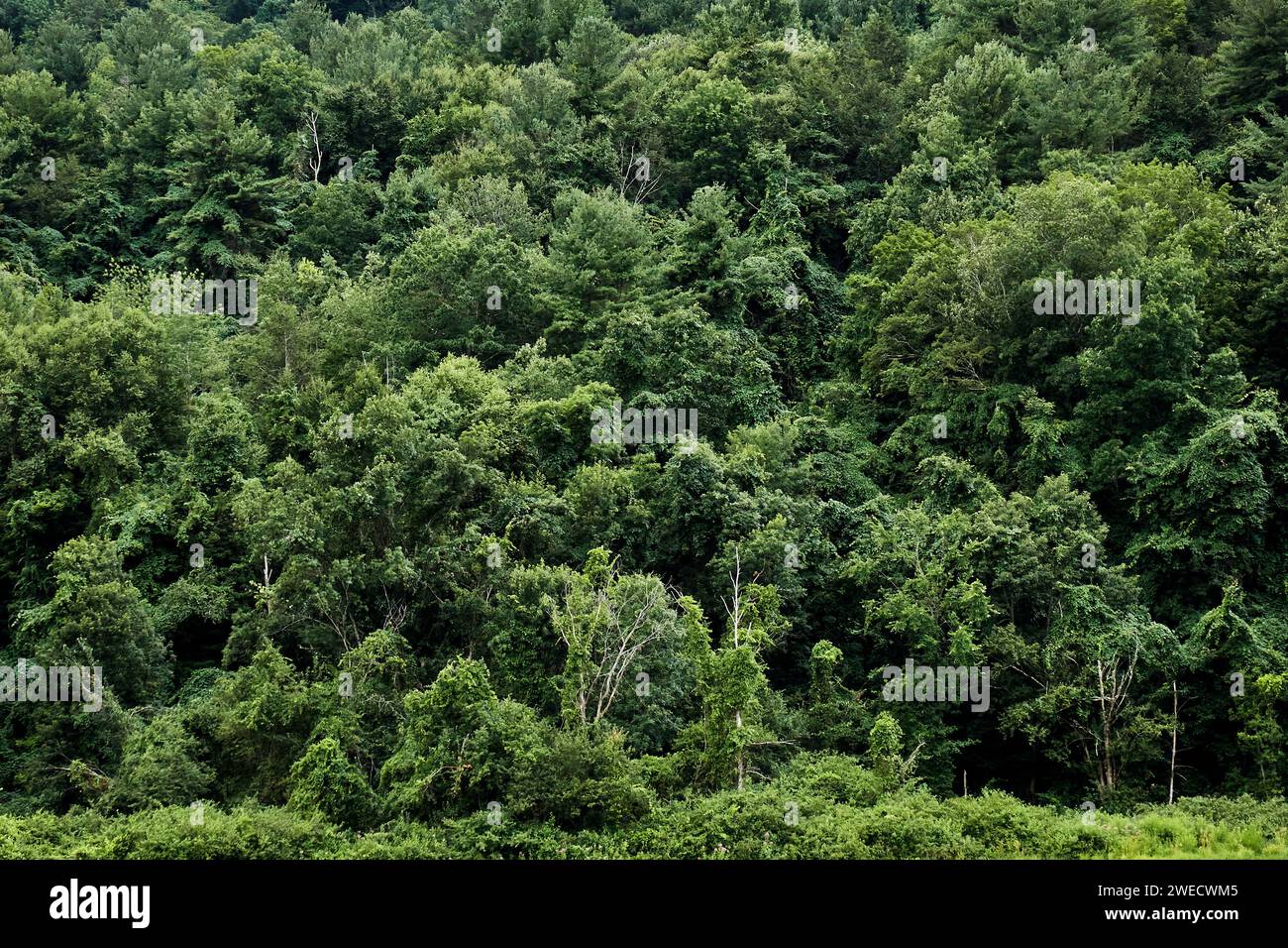 Verde foresta Foto Stock