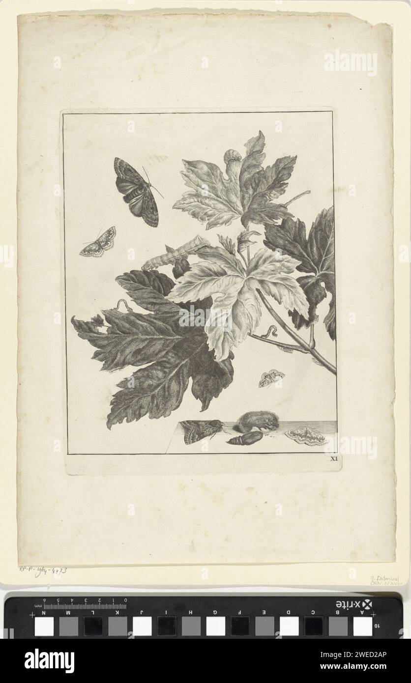 Colonne e bozzoli sulle foglie, Jacob l'Admiral (II), 1774 stampa Caterpillars e bozzoli sulle foglie. Tre farfalle nell'aria. Sul tavolo farfalle e bozzoli. Numerato in basso a destra: XI Insetti di carta di Amsterdam: Farfalla. insetti: caterpillar Foto Stock