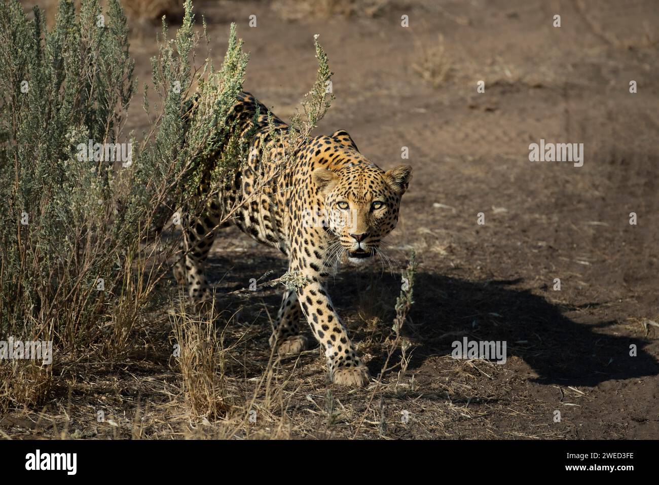 Leopardo (Panthera pardus), regione del Khomas, Namibia Foto Stock