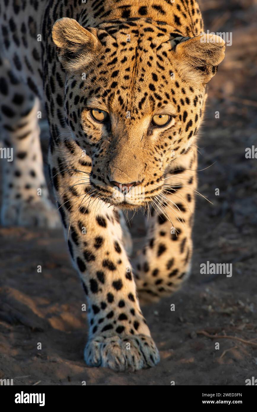 Leopardo (Panthera pardus), regione del Khomas, Namibia Foto Stock