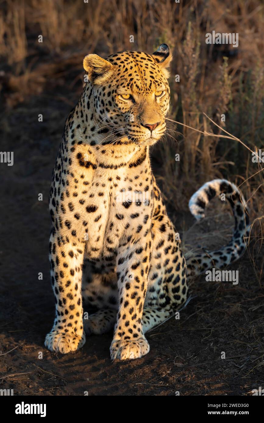 Leopardo (Panthera pardus), regione del Khomas, Namibia Foto Stock
