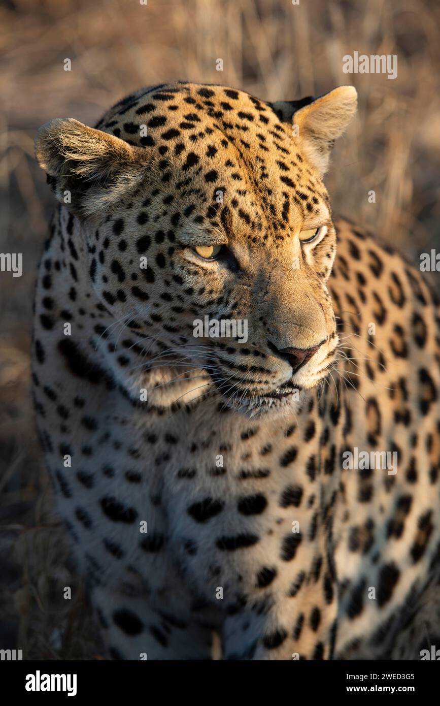 Leopardo (Panthera pardus), regione del Khomas, Namibia Foto Stock