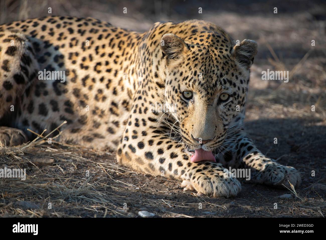 Leopardo (Panthera pardus), regione del Khomas, Namibia Foto Stock