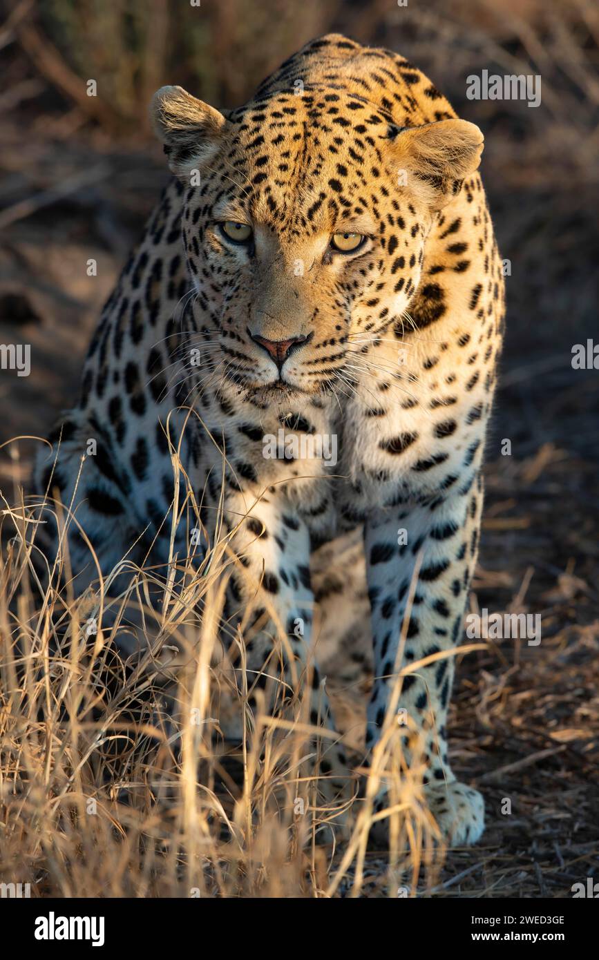 Leopardo (Panthera pardus), regione del Khomas, Namibia Foto Stock