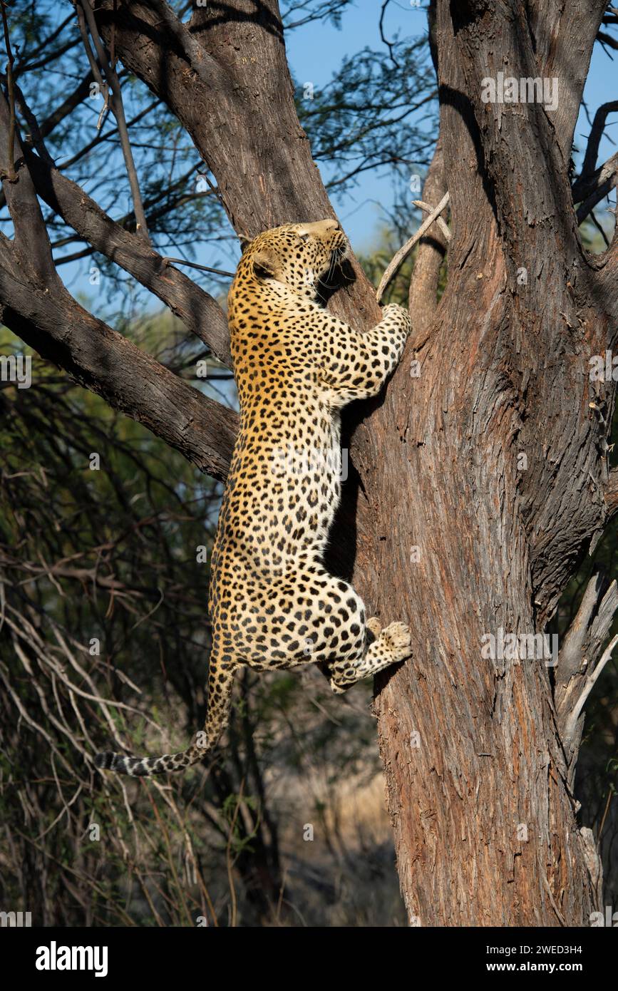 Leopardo (Panthera pardus) che sale su un albero, regione di Khomas, Namibia Foto Stock