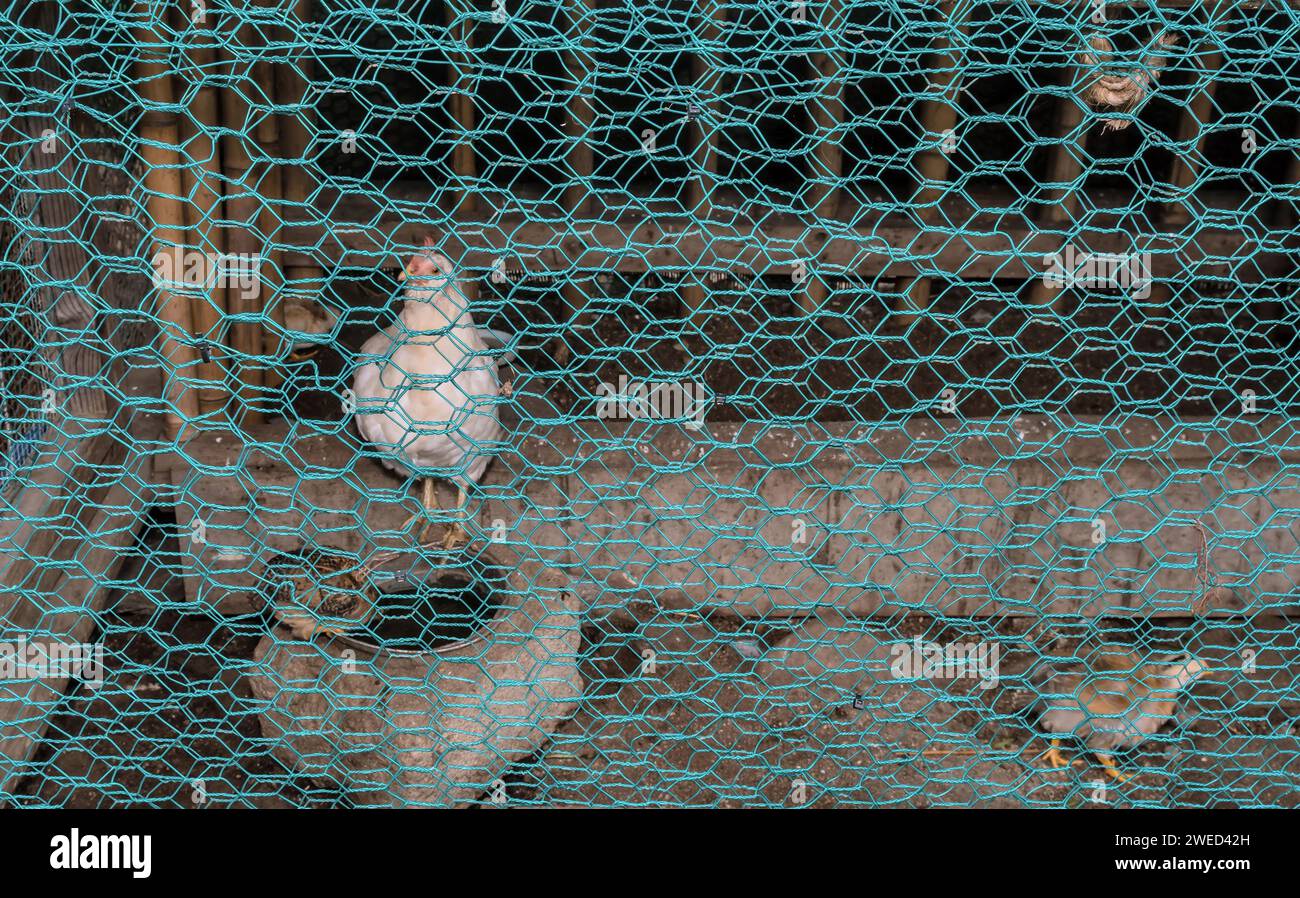 Gallina bianca e la sua ragazza in una penna di legno in rete di filo verde in Corea del Sud Foto Stock