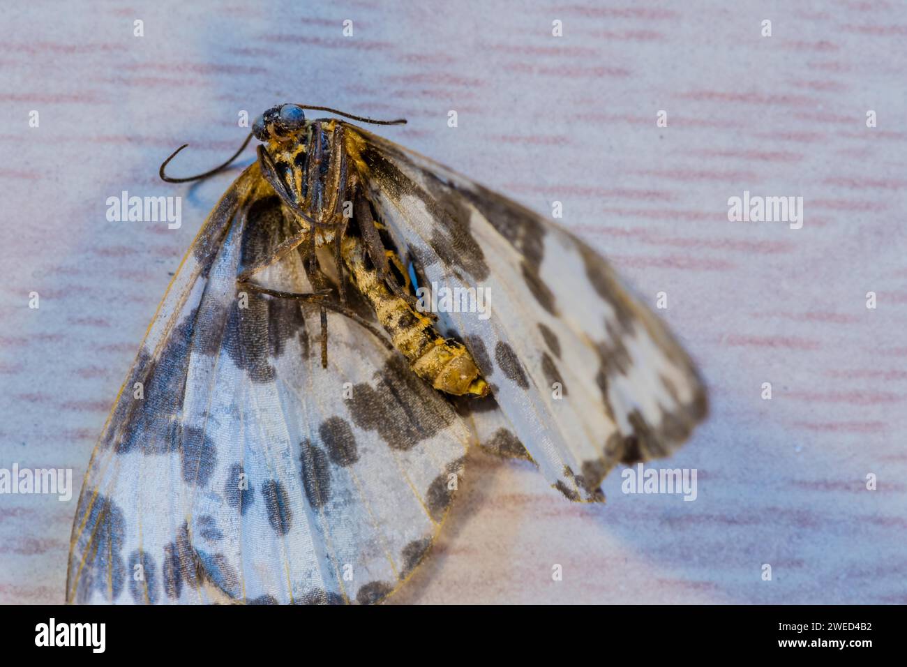 Primo piano di una falena morta con ali maculate bianche e marroni Foto Stock
