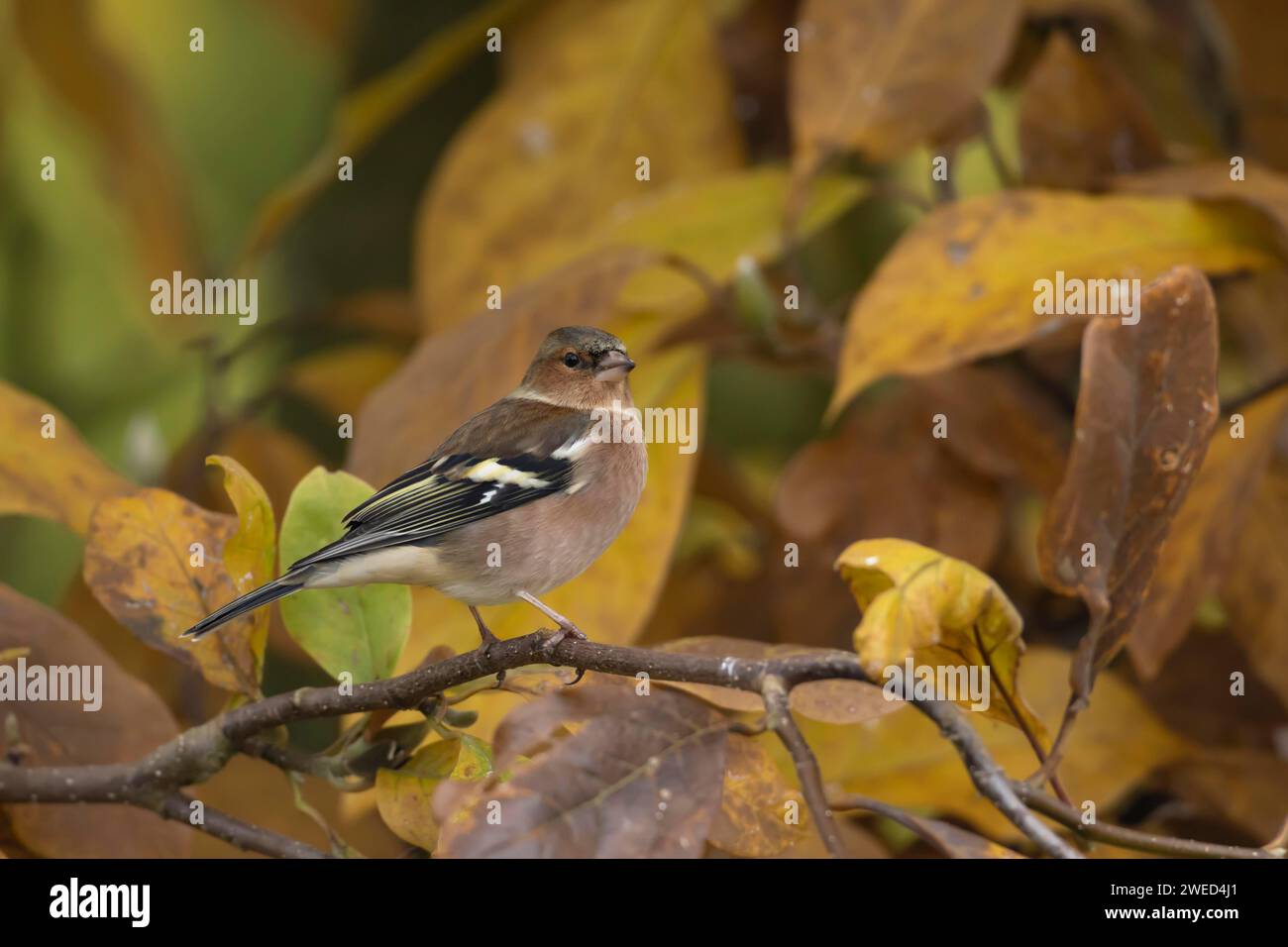 Affinch europeo (Fringilla coelebs) uccello maschio adulto tra foglie autunnali di un albero di Magnolia giardino, Suffolk, Inghilterra, Regno Unito Foto Stock