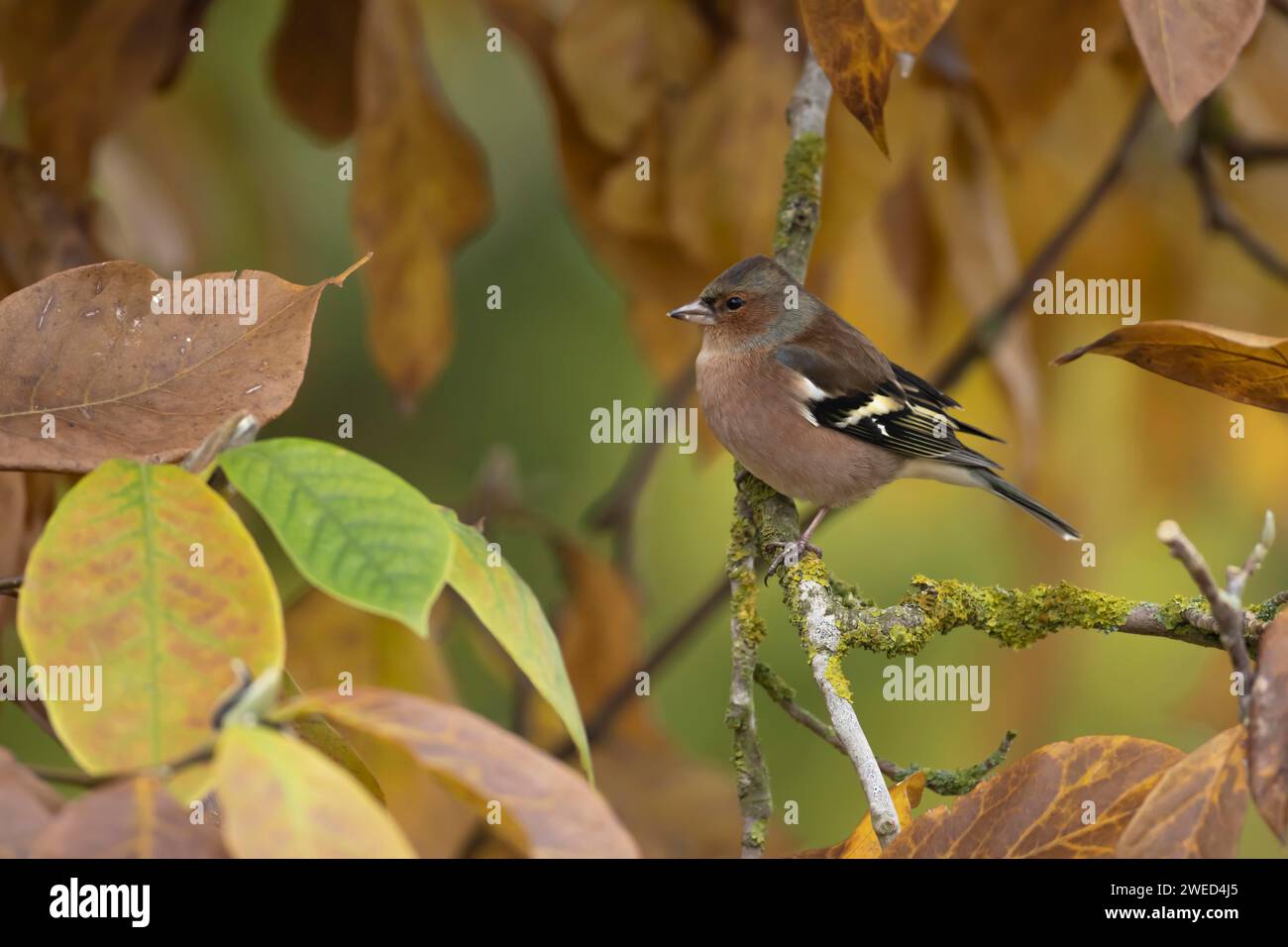Affinch europeo (Fringilla coelebs) uccello maschio adulto tra foglie autunnali di un albero di Magnolia giardino, Suffolk, Inghilterra, Regno Unito Foto Stock