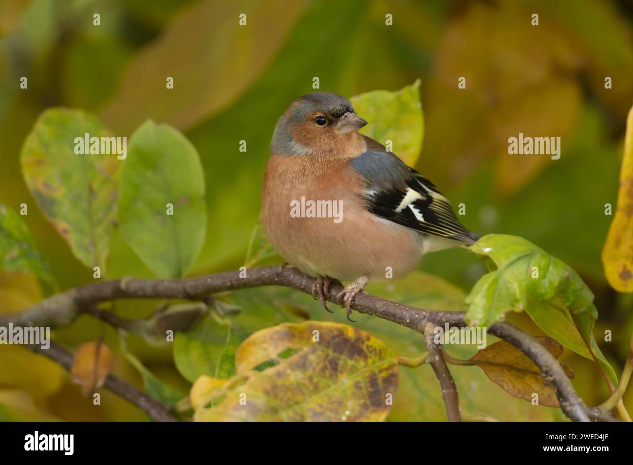 Affinch europeo (Fringilla coelebs) uccello maschio adulto tra foglie autunnali di un albero di Magnolia giardino, Suffolk, Inghilterra, Regno Unito Foto Stock