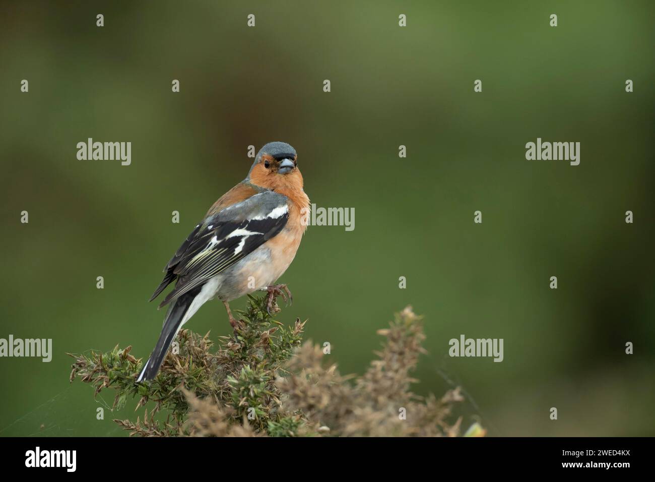 Uccello adulto di Fringilla coelebs su un cespuglio di cavallucci, Suffolk, Inghilterra, Regno Unito Foto Stock