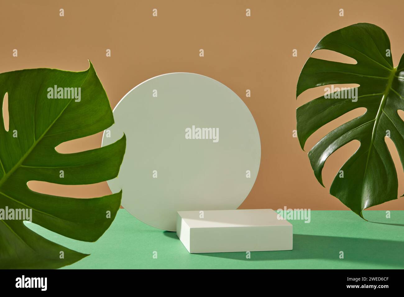 Scena minimalista di fresche foglie di monstera verdi decorate con podi a forma rotonda e quadrata. Vetrina sul palco con un podio minimo Foto Stock