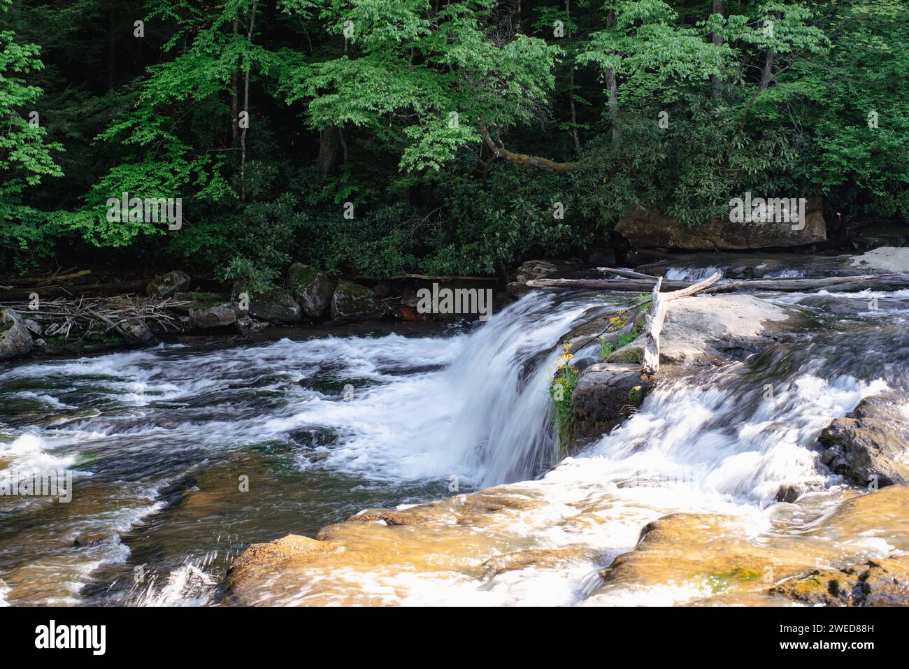 Escursioni lungo i tranquilli sentieri acquatici dell'Ohiopyle State Park, Pennsylvania, dove la bellezza della natura incontra l'avventura all'aperto Foto Stock