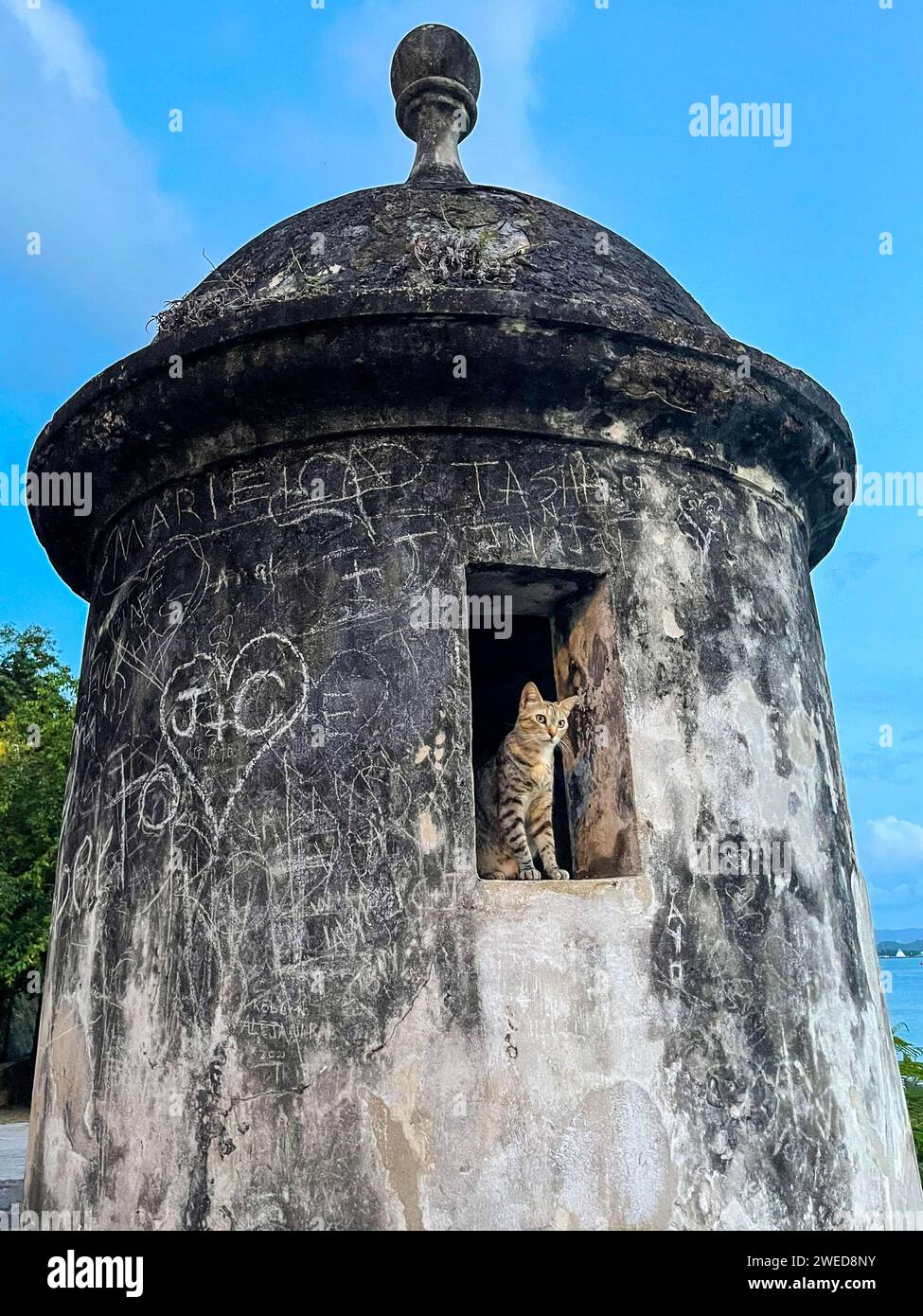 La vecchia sentinella sul mare di San Juan: Un gatto in una torre, affascinato dalla vista sull'oceano Foto Stock