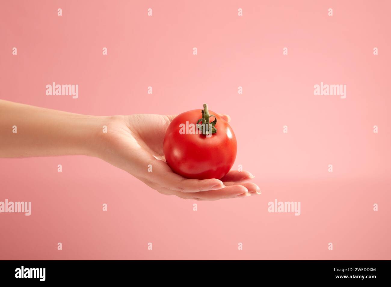 Il modello a mano regge un pomodoro fresco su sfondo rosa pastello. Il pomodoro (Solanum lycopersicum) aiuta a migliorare la salute e l'aspetto dello sci Foto Stock