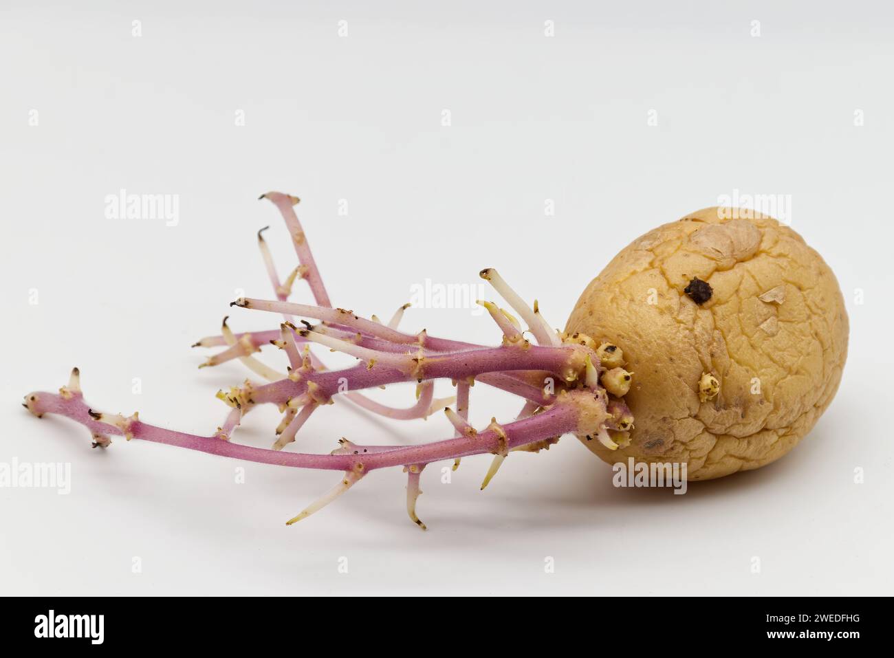 Patate germogliati isolato su bianco Foto Stock