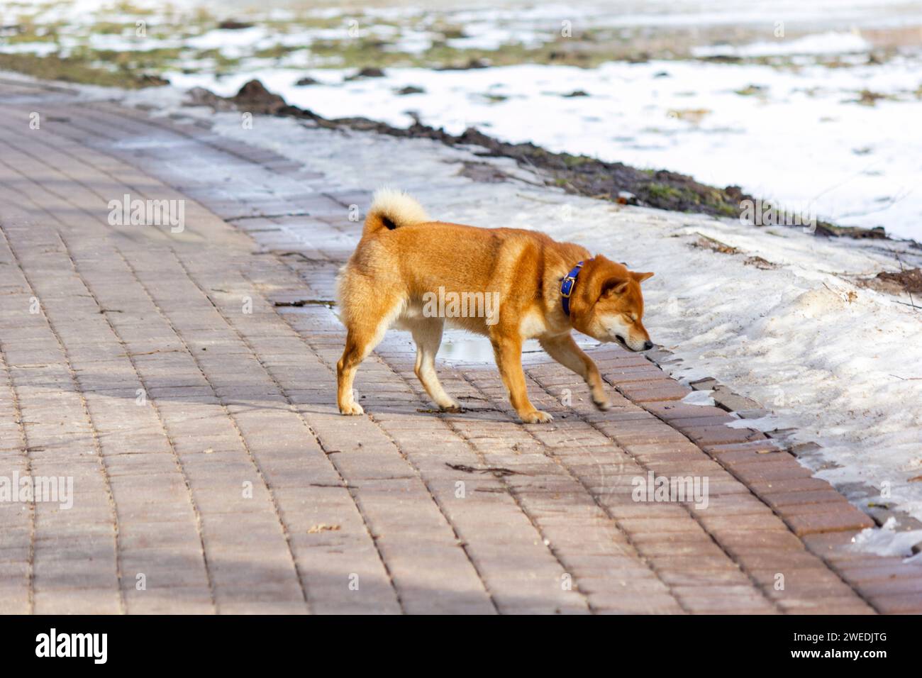 Splendido cane giapponese Shiba Inu rosso e bianco in inverno su sfondo cittadino Foto Stock